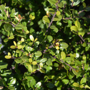 japansk järnek DARK GREEN ('Icoprins11'PBR)