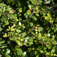 japansk järnek DARK GREEN ('Icoprins11'PBR)