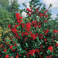 blå järnek 'Blue Princess'
