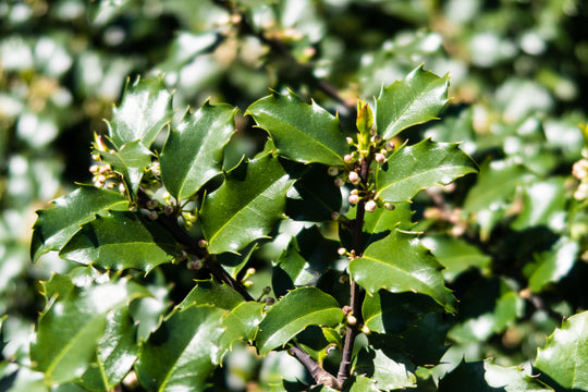 blå järnek 'Blue Princess'