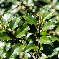 blå järnek 'Blue Princess'