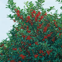 blå järnek 'Blue Princess'