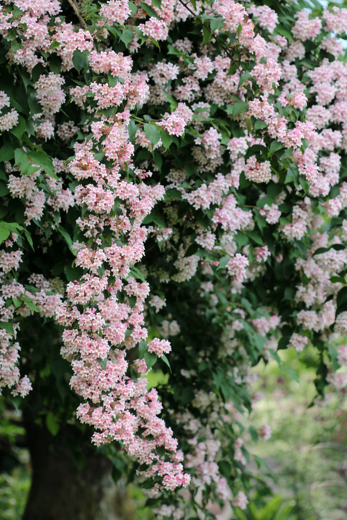 paradisbuske 'Pink Cloud'