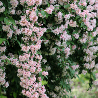 paradisbuske 'Pink Cloud'