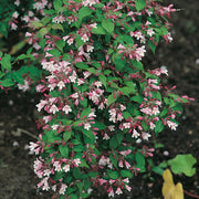 paradisbuske 'Pink Cloud'