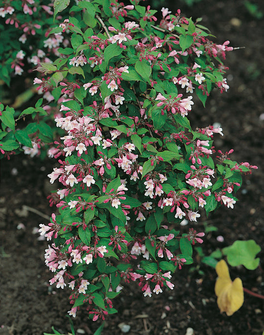 paradisbuske 'Pink Cloud'