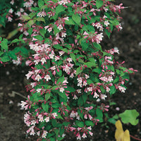 paradisbuske 'Pink Cloud'