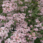paradisbuske 'Pink Cloud'