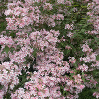 paradisbuske 'Pink Cloud'