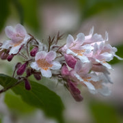 paradisbuske 'Pink Cloud'