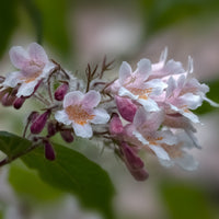 paradisbuske 'Pink Cloud'