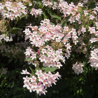 paradisbuske 'Pink Cloud'
