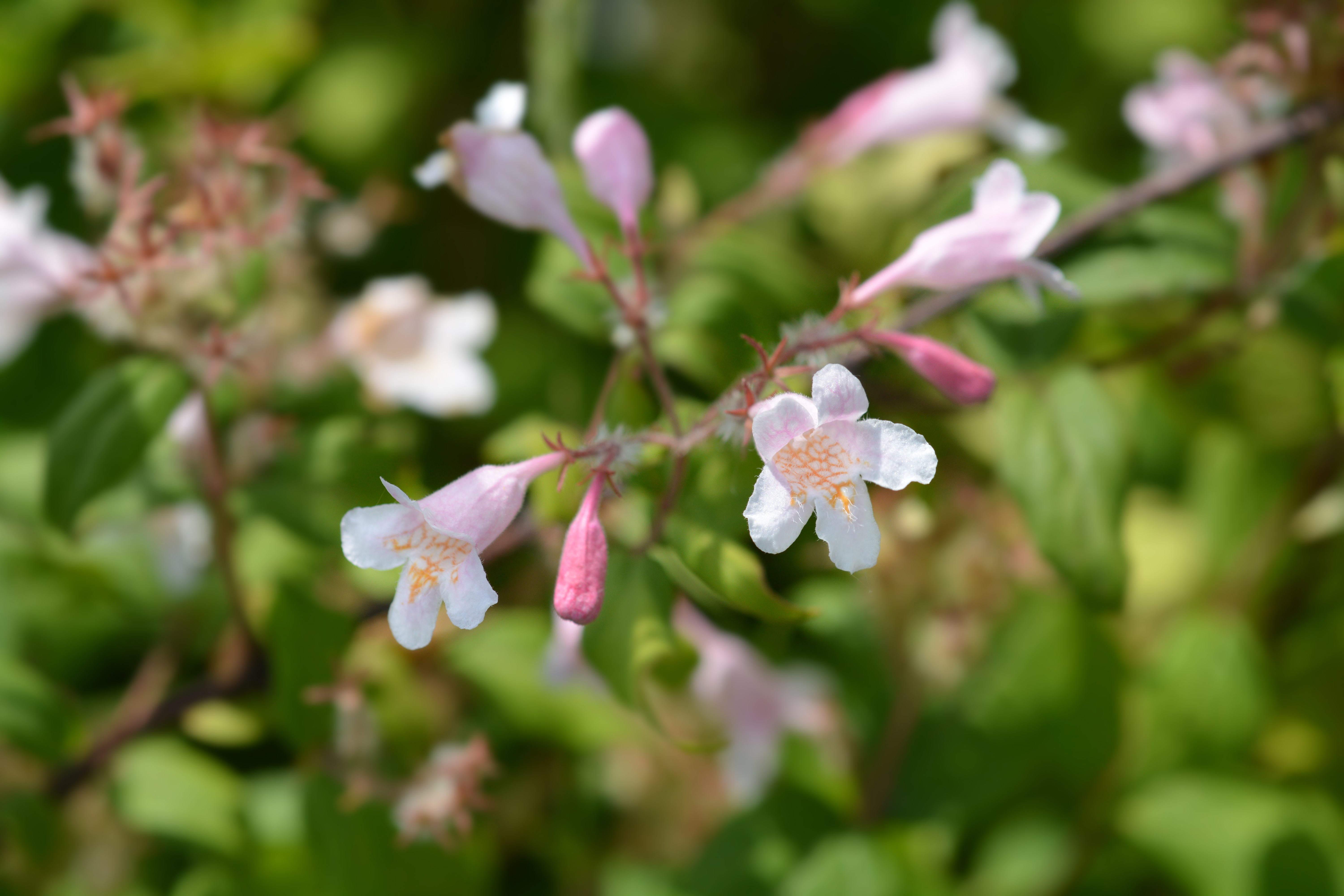 paradisbuske 'Pink Cloud'