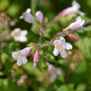 paradisbuske 'Pink Cloud'