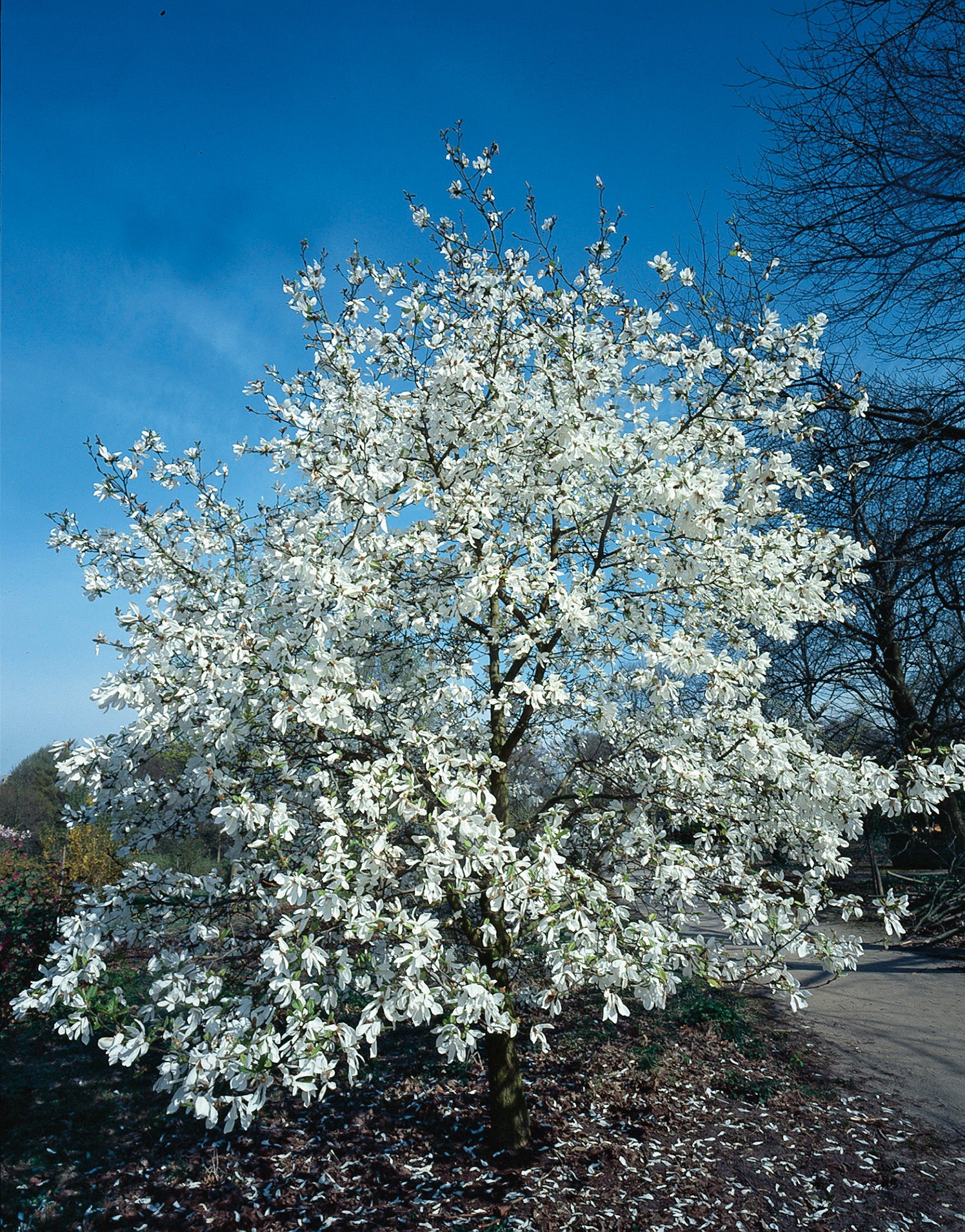 japansk magnolia