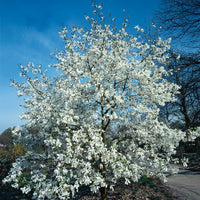 japansk magnolia