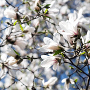 japansk magnolia