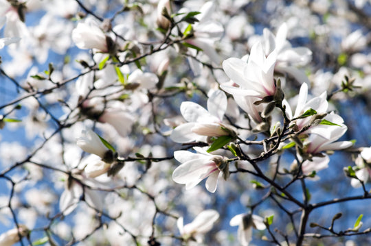 japansk magnolia