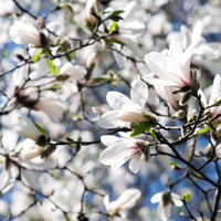 japansk magnolia