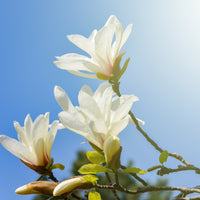 japansk magnolia