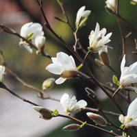 japansk magnolia