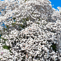 japansk magnolia