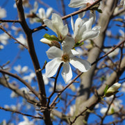 japansk magnolia
