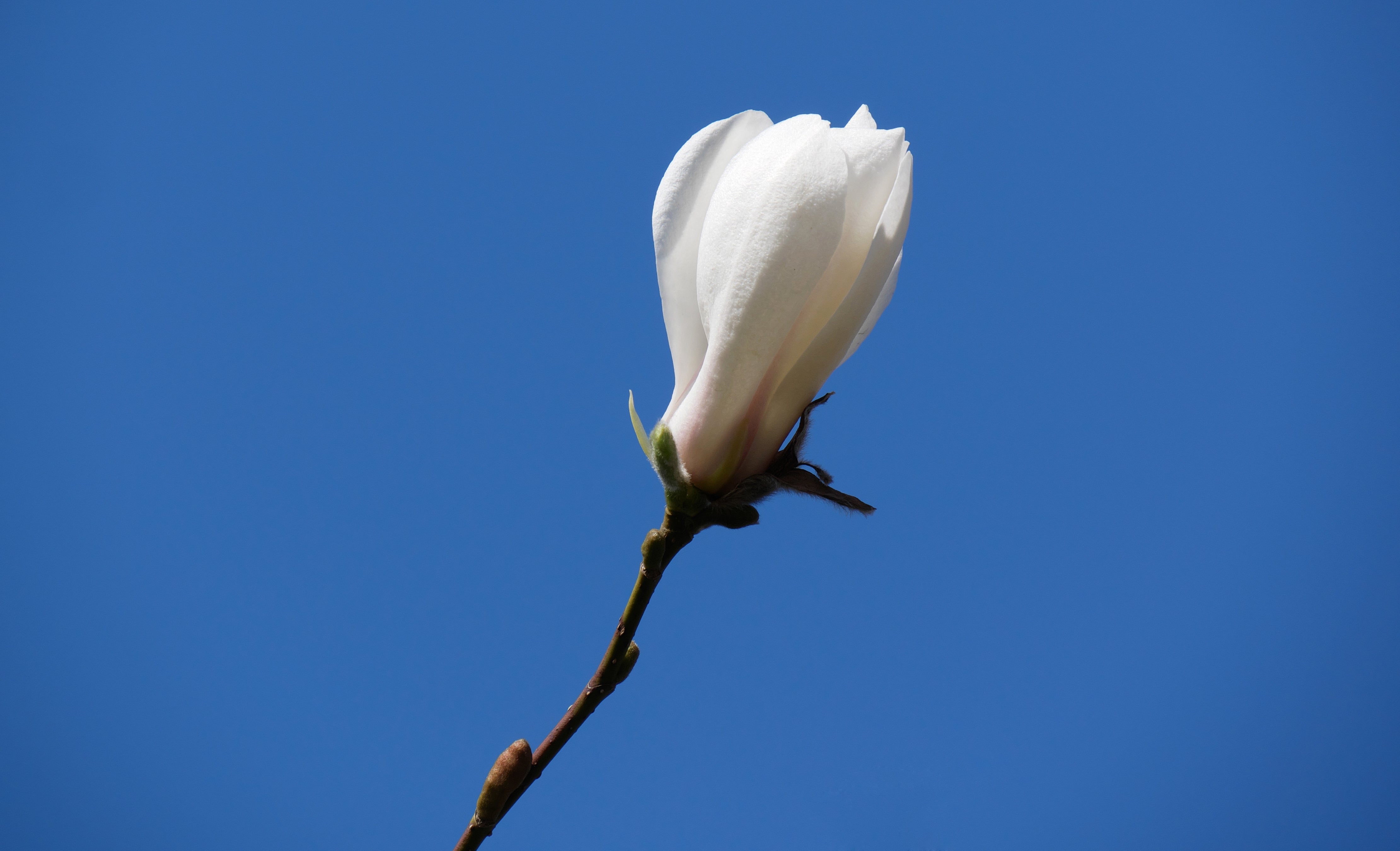 japansk magnolia
