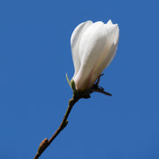 japansk magnolia