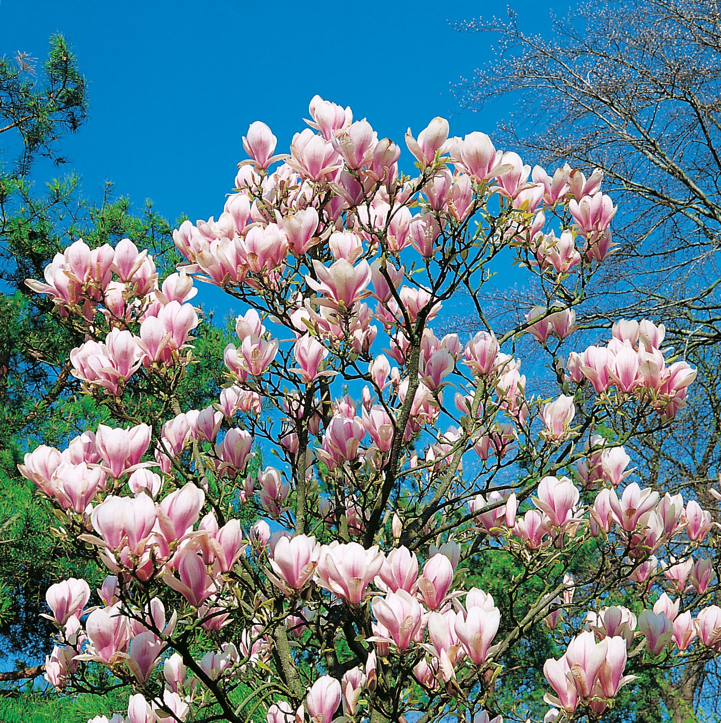 praktmagnolia