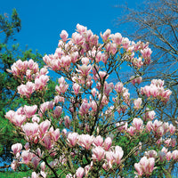 praktmagnolia