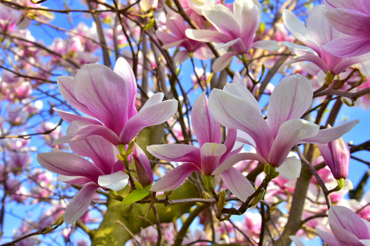 praktmagnolia