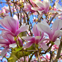 praktmagnolia