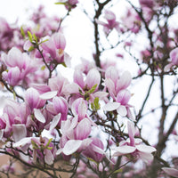 praktmagnolia