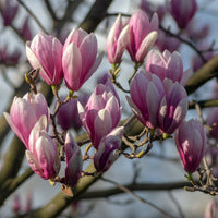 praktmagnolia