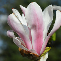praktmagnolia