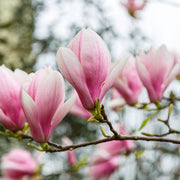praktmagnolia