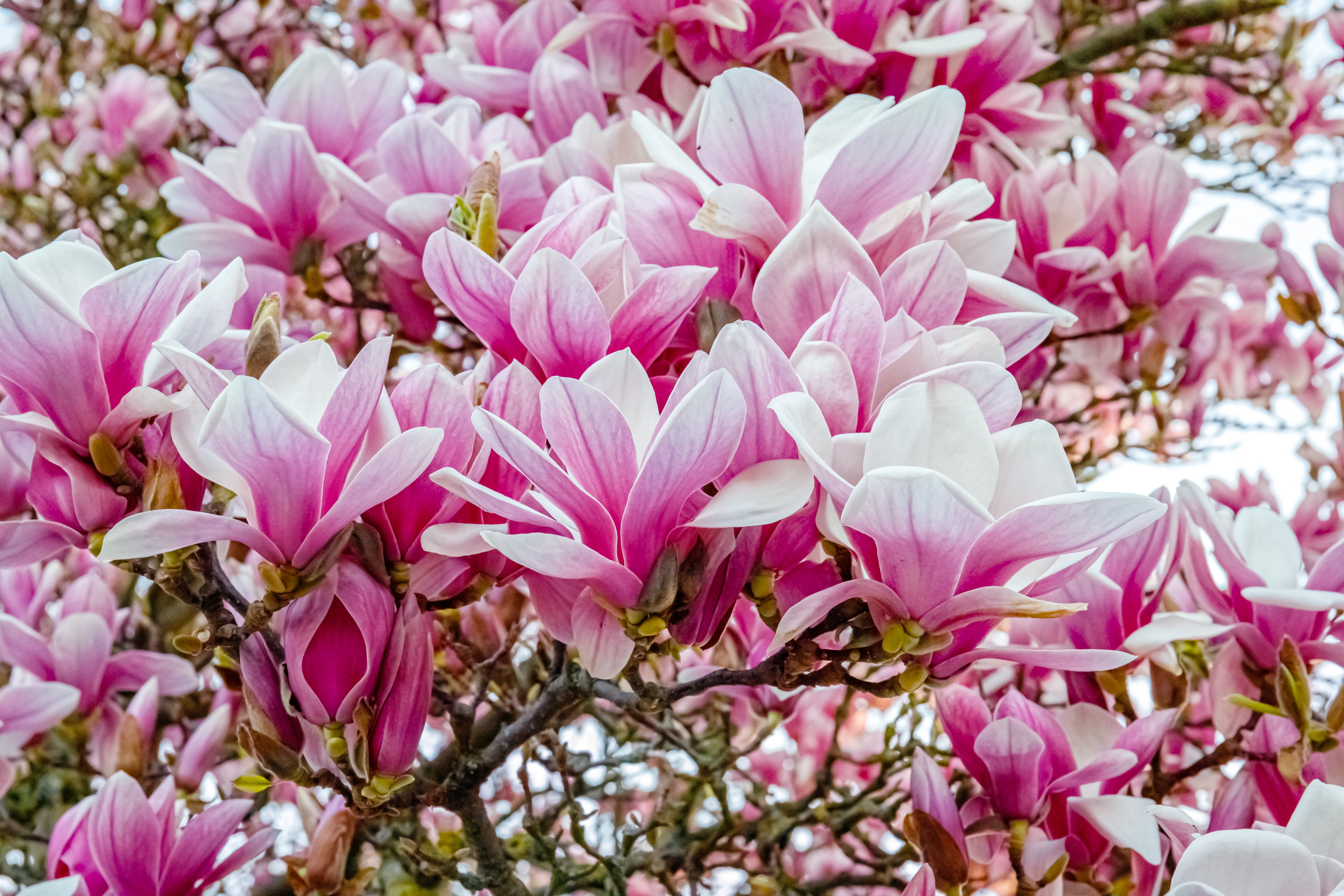 praktmagnolia