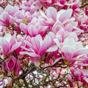 praktmagnolia