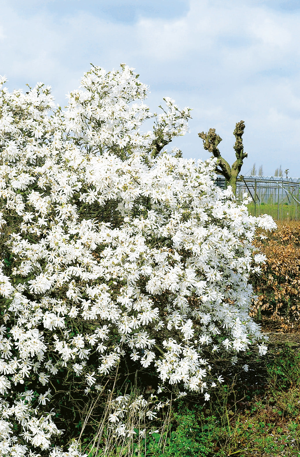 stjärnmagnolia 'Royal Star'