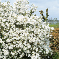 stjärnmagnolia 'Royal Star'