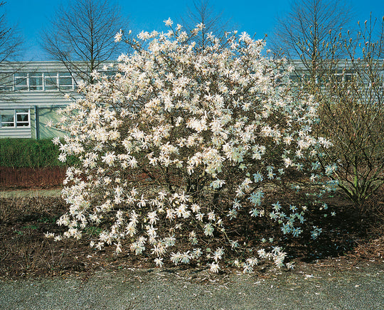 stjärnmagnolia 'Royal Star'