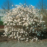stjärnmagnolia 'Royal Star'