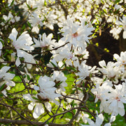 stjärnmagnolia 'Royal Star'