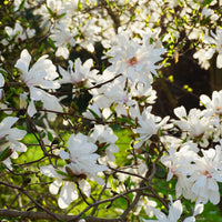 stjärnmagnolia 'Royal Star'