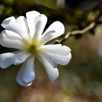 stjärnmagnolia 'Royal Star'