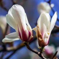 stjärnmagnolia 'Royal Star'