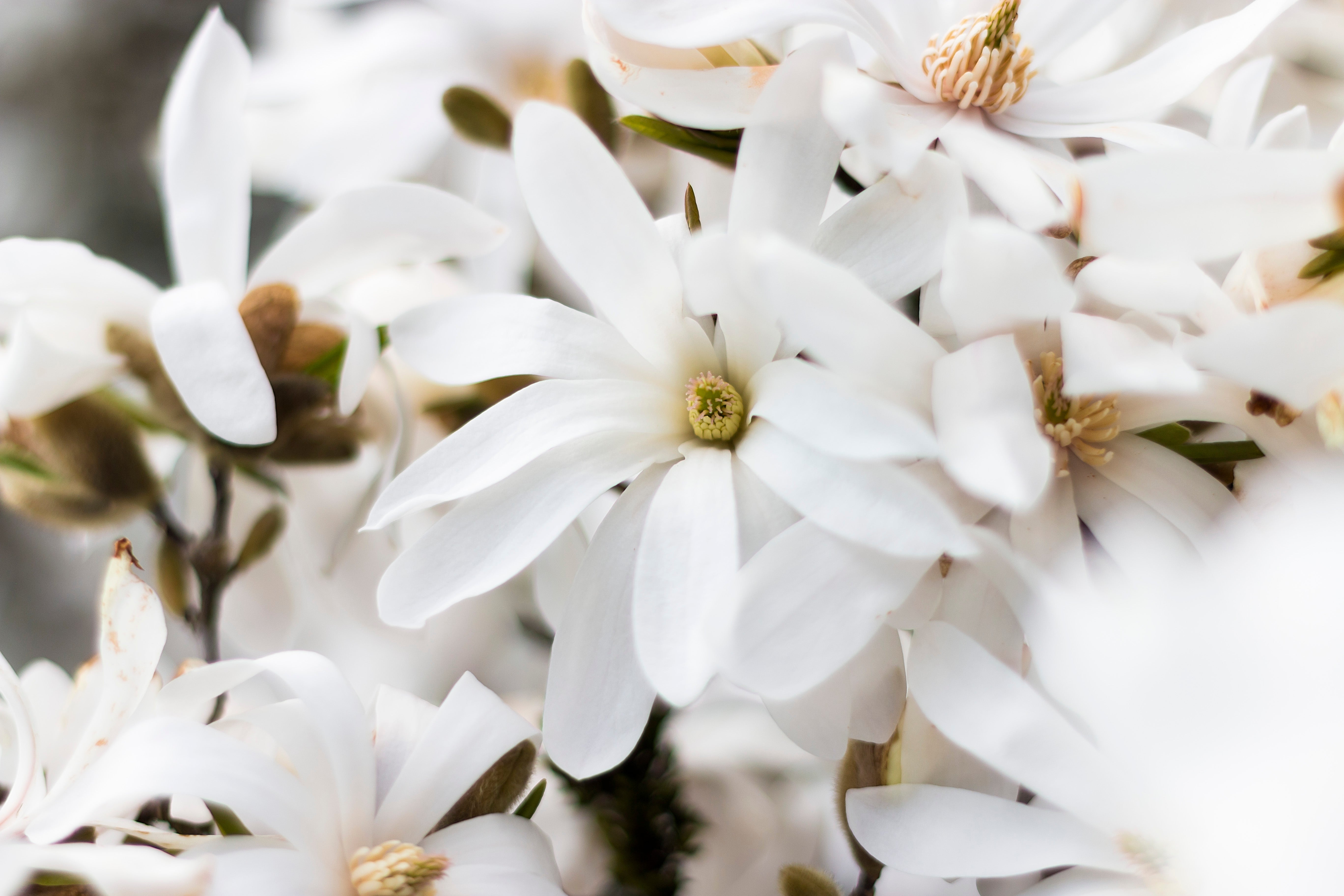 stjärnmagnolia 'Royal Star'