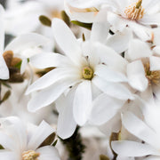 stjärnmagnolia 'Royal Star'