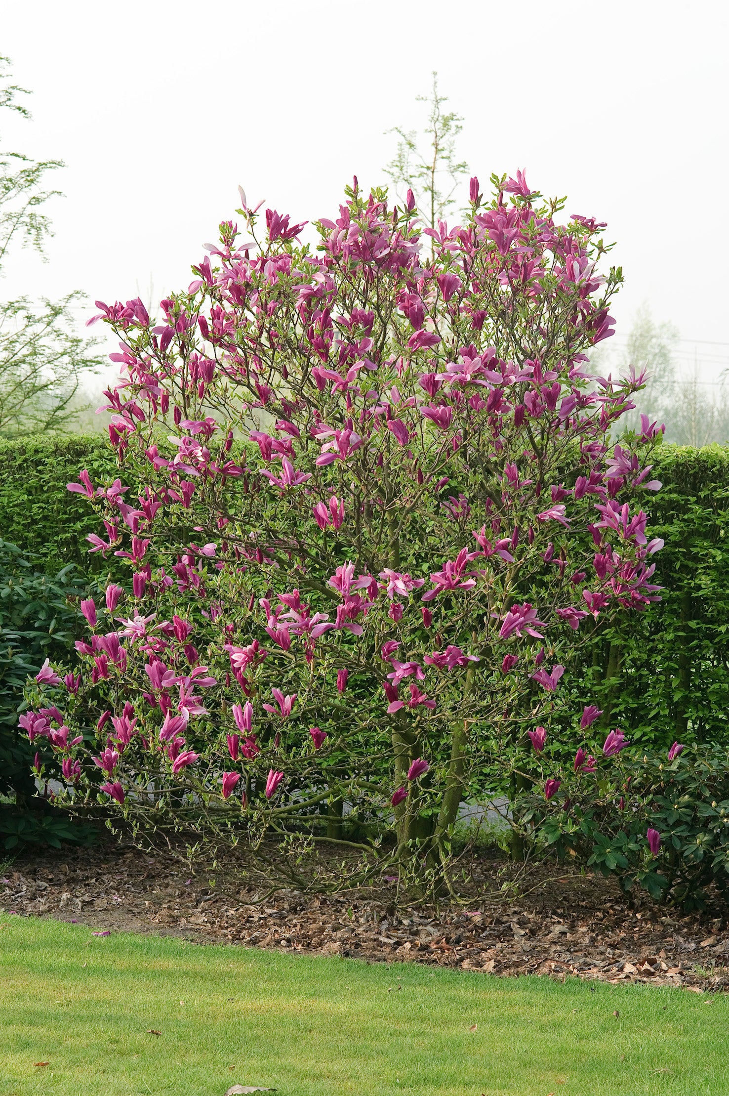 rosenmagnolia 'Susan'
